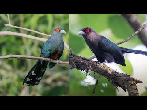 The Chestnut-bellied malkoha || cuckoo chapter - 66 || The Rup animal....