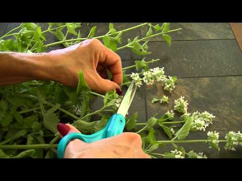 Catnip Harvest and Drying