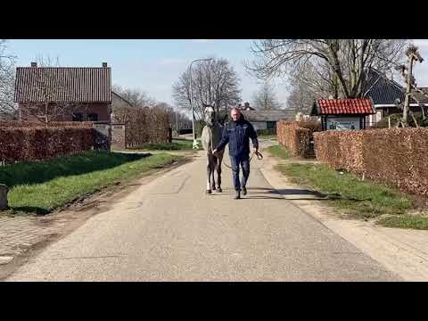 Newton Bue: Zirocco Blue VDL x Indoctro