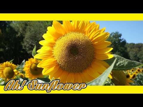 Ah! Sunflower - William Blake| |  Poetry  | |  Read by Bunny Lo