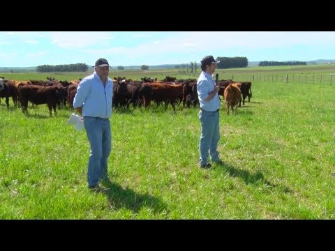 Día de Campo - Unidad Experimental Palo a Pique 2019 - Walter Ayala y Pablo Rovira