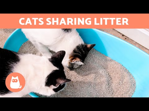 Can Two CATS SHARE the SAME LITTER? 🐱🐱 Litter Box Guide