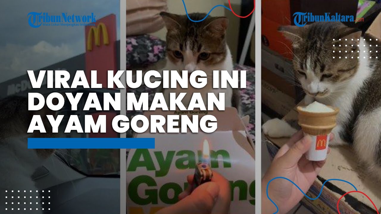 Fakta Viral Kucing yang Doyan Makan Ayam Goreng Tepung Produk Restoran