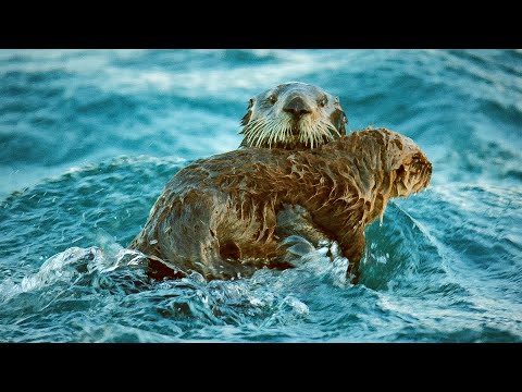 Sea Otters Hold Hands To Survive The Dangers Of The Open Ocean | BBC Earth
