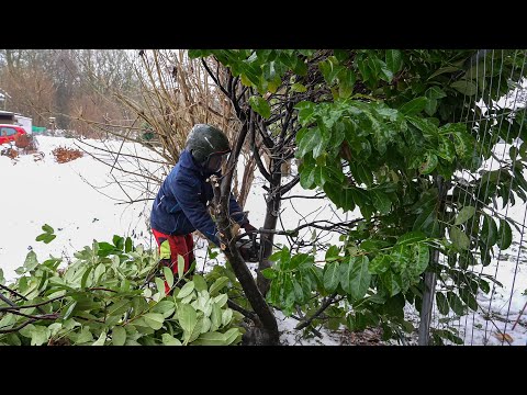 Ein Königreich für eine Kettensäge: Kirschlorbeer hinfort, jetzt reicht’s