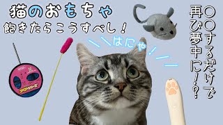 これさえすれば飽きにゃい！猫のおもちゃは〇〇するといい 足長マンチカン まる Munchkin cat