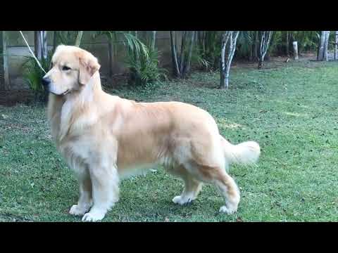 Otto - Golden Retriever