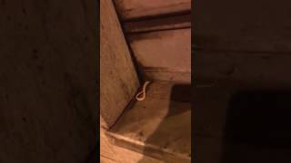 serpente-entra-in-un-panificio