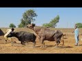 Amezing Murah Buffalo Breeding Buffalo Breeding Animallover Animalhusbandry Waterbuffalo