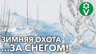 Больше снега лучше урожай! Как собрать и удержать драгоценную влагу в вашей почве?