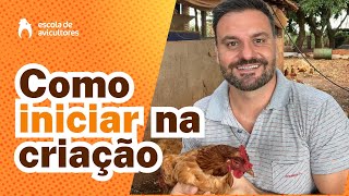 Como iniciar criação de galinhas poedeiras para ovos caipiras