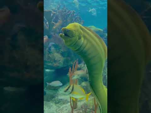 Don’t forget to stand up and stretch! The green moral eel can grow to a whopping 8ft!