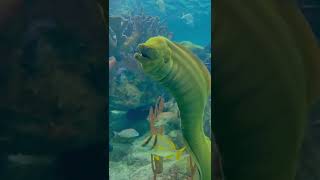 Don’t forget to stand up and stretch! The green moral eel can grow to a whopping 8ft!