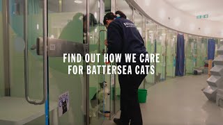 We’re all in, for them | Life in the Battersea Cattery