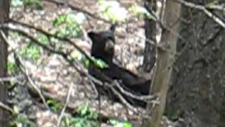 preview picture of video 'Sierra City Bear  -Here's what bears do in the woods!'