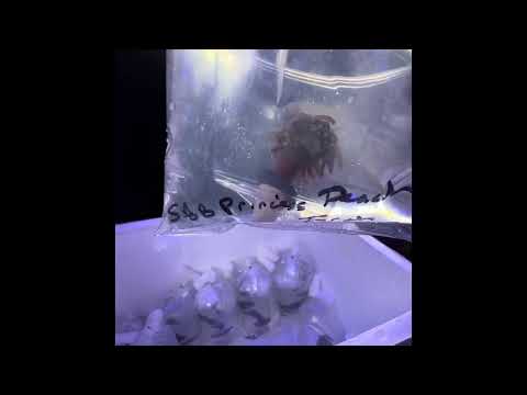 video 6