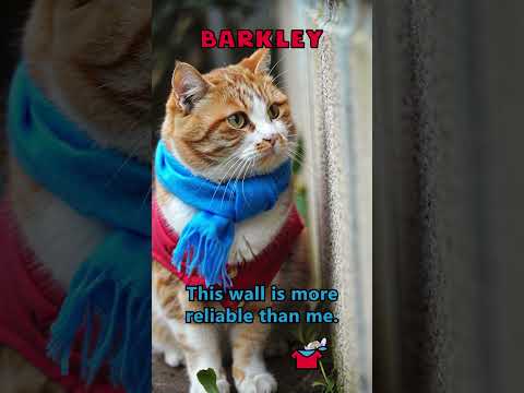 This wall is more reliable than me😼🧱 #Barkley #shorts