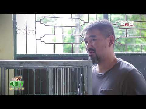 AGRITV FEBRUARY 24, 2019 Happy Pets Rottweiler Lover Jonjon Part1