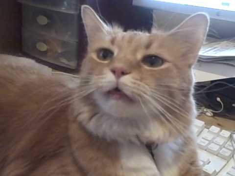 i dare you to watch this video and not yawn