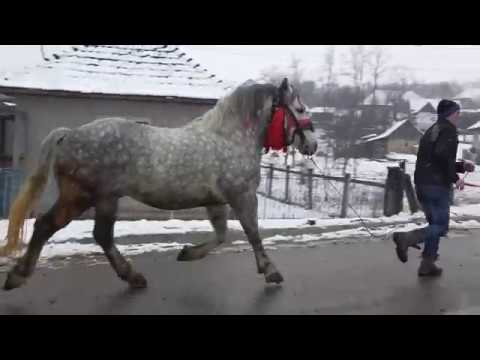 Armasar Sur - Proprietar Sandel de la Fundatura, Cluj 2018