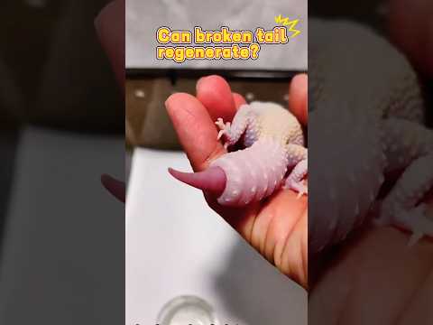 Can gecko’s broken tail grow back? #reptiles #gecko #pets #lizard #leopard #tails #regenerate