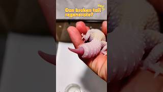 Can gecko’s broken tail grow back? #reptiles #gecko #pets #lizard #leopard #tails #regenerate