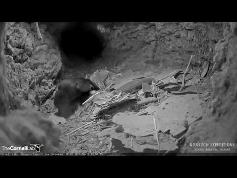 Leach's Storm-Petrel Visits Cahow Burrow – June 16, 2017
