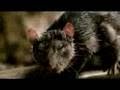 Charlotte S Web Bell S Holiday Internet Teaser