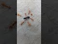 Black Ant Vs Red Ant