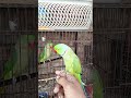 Ring Nick Parrot Talking Voice Mithu Marshal New Hit Video Birdsounds Shorts