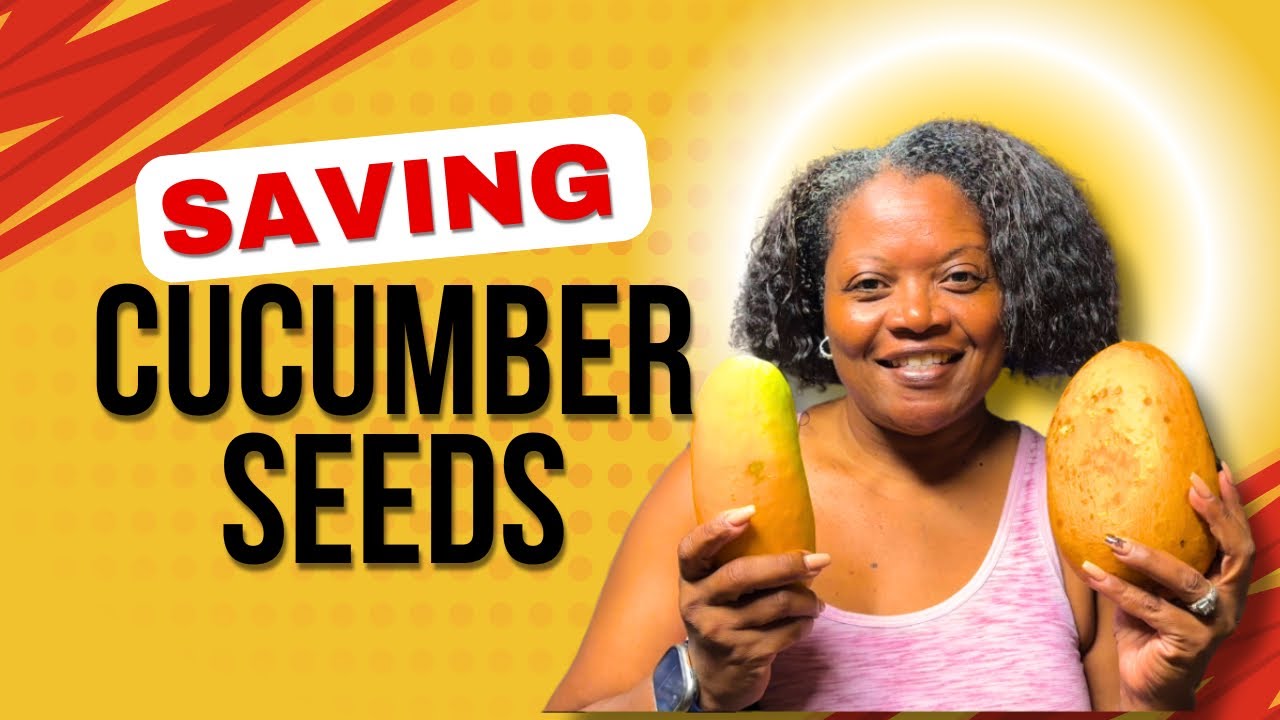 Seed Saving Cucumber Seeds!