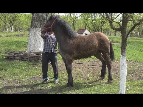 Manz Sur Deosebit !!! Barlea, Cluj 2017