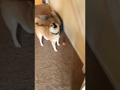 Tää lelu on syvältä t. shibe >:3