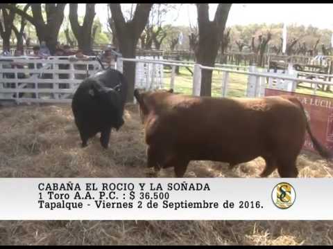 02-09-16 Venta de Toros P.C. y P.R. - Cabaña El Rocio y La Soñada - Tapalque.
