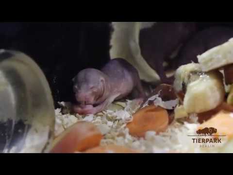 Nacktmull isst - Naked mole-rat eating