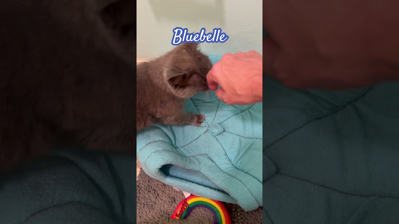 Bluebelle (Russian blue) see video, a ADOPTABLE Russian Blue in Port Orange, FL video 5/5