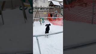 Cute Dogs Playing In The Snow| Ember and Cole English Springer Spaniel #shorts