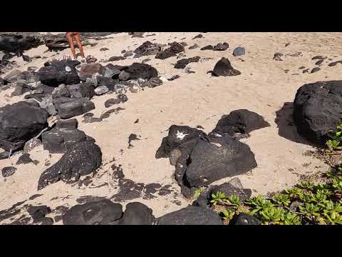 Makapu'u Beach