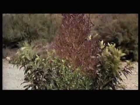 Randy Newman as The Singing Bush! (Real Time)