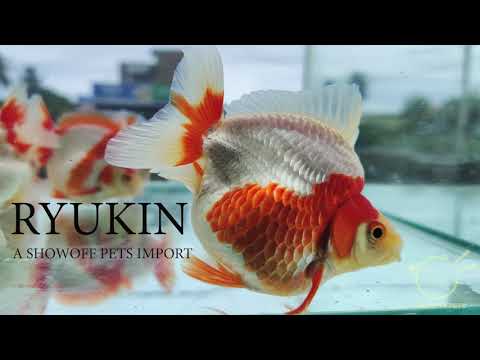 Best Ryukin Goldfish of India by Showoff Pets
