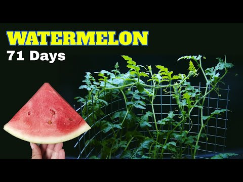 Growing Watermelon for 71 days- timelapse