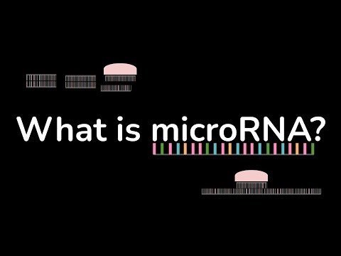What is microRNA? (miRNA)