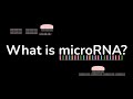 What Is MicroRNA MiRNA
