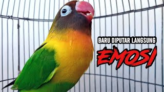 Download lagu Suara Burung Lovebird Ngekek Panjang JAGO MEMANCING EMOSI, Lovebird SUSAH BUNYI Langsung NYAUT mp3