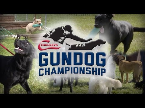Chudleys Gundog Championship at Kelmarsh Country Show 2016