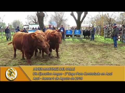 09-08-18 Nota Javier Martinez Del Valle - Dir. Ejec. Angus - Expo Angus Puro Controlado - Azul