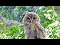 Young Tawny Owl Calling For Mum 17 6 22