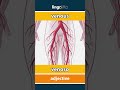 venous - venoso video thumbnail