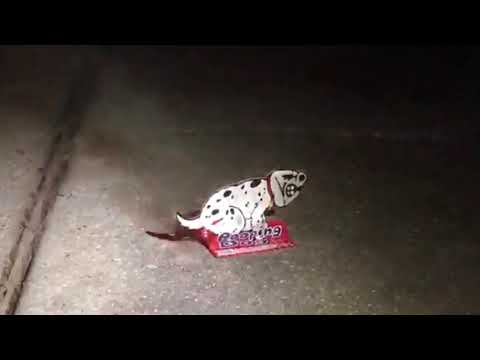 Dog firework exploding