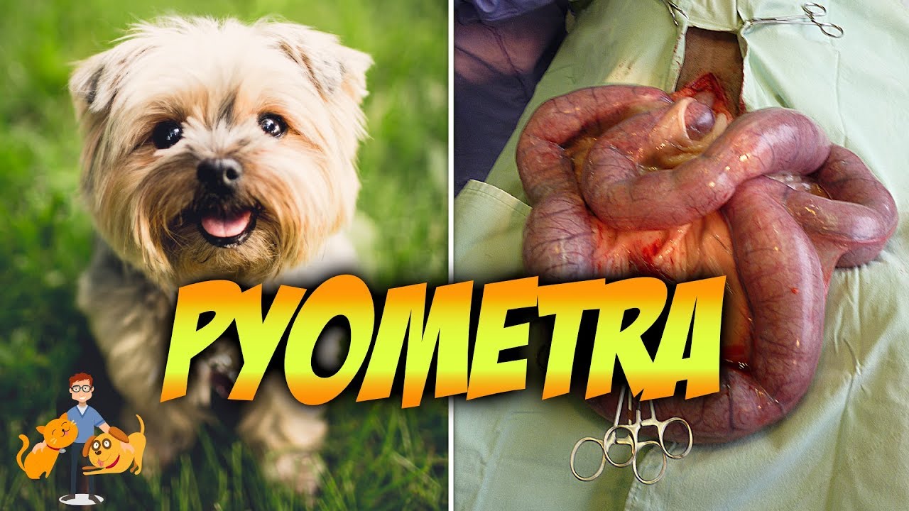 The Emergency Pyometra in Dogs: Risks, Symptoms + Treatment - YouTube